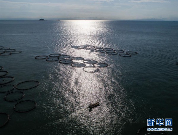 東海“海上牧場(chǎng)”迎豐收 碧海藍(lán)天奏響漁歌